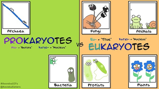 Prokaryote and Eukaryote Selfies