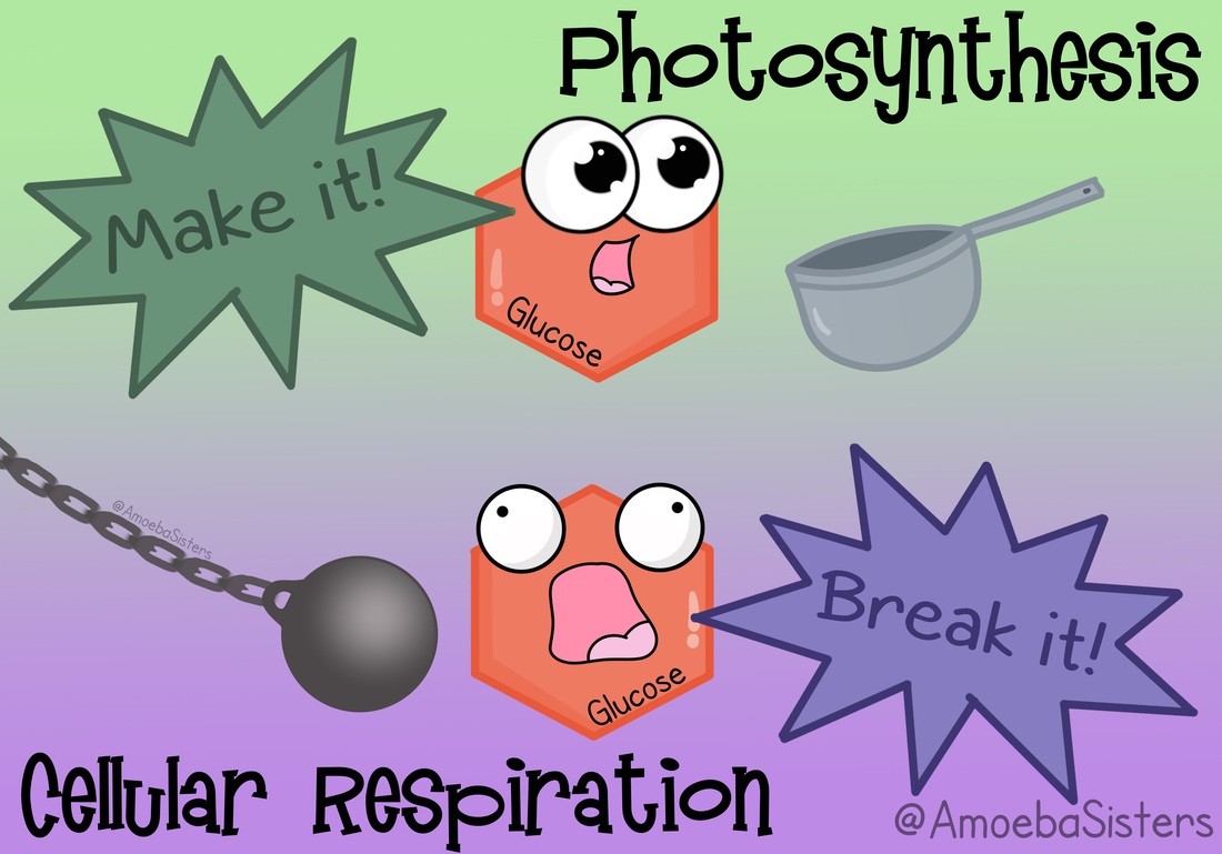 photosynthesis-and-respiration-science-with-the-amoeba-sisters