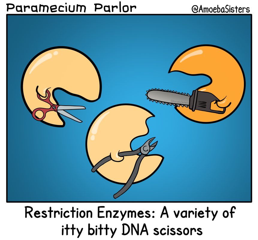 Restriction Enzymes - Science with The Amoeba Sisters