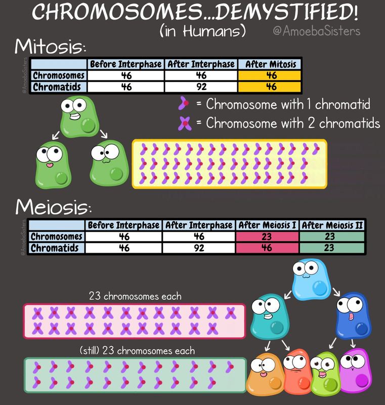 Mitosis And Meiosis Chart Of Chromosome Numbers Science With The Amoeba Sisters