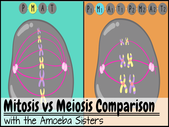 Amoeba Sisters Handouts - Science with The Amoeba Sisters
