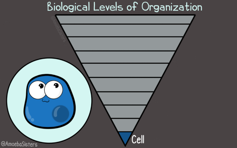 Levels of Organization animation