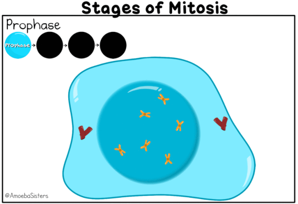 stages of mitosis animation